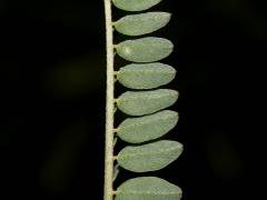 leaf, underside, detail